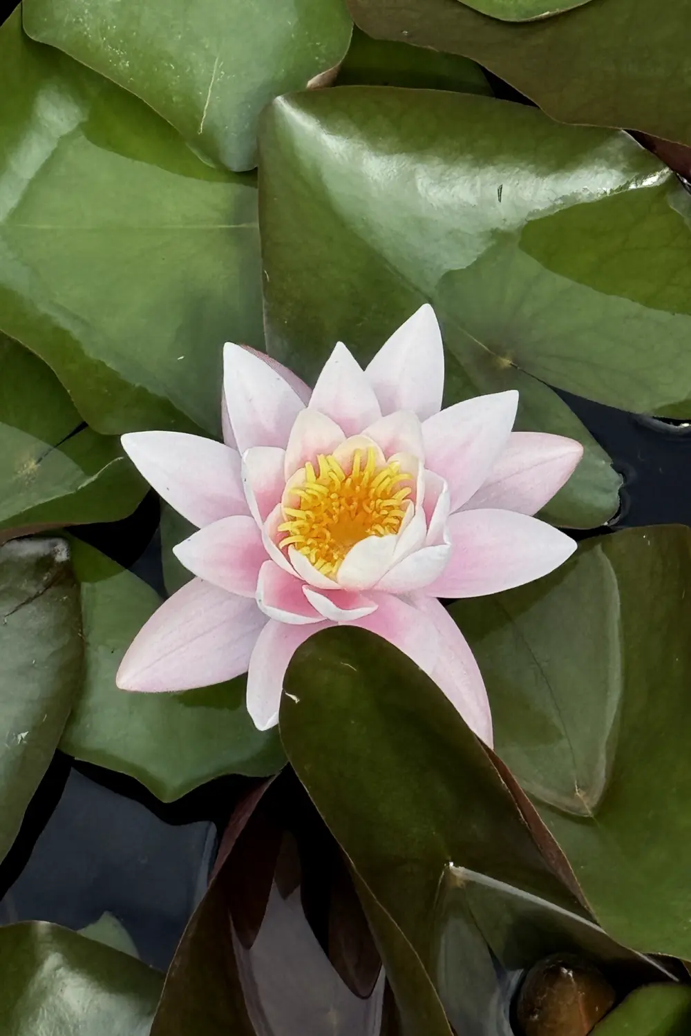 Lotusblomma